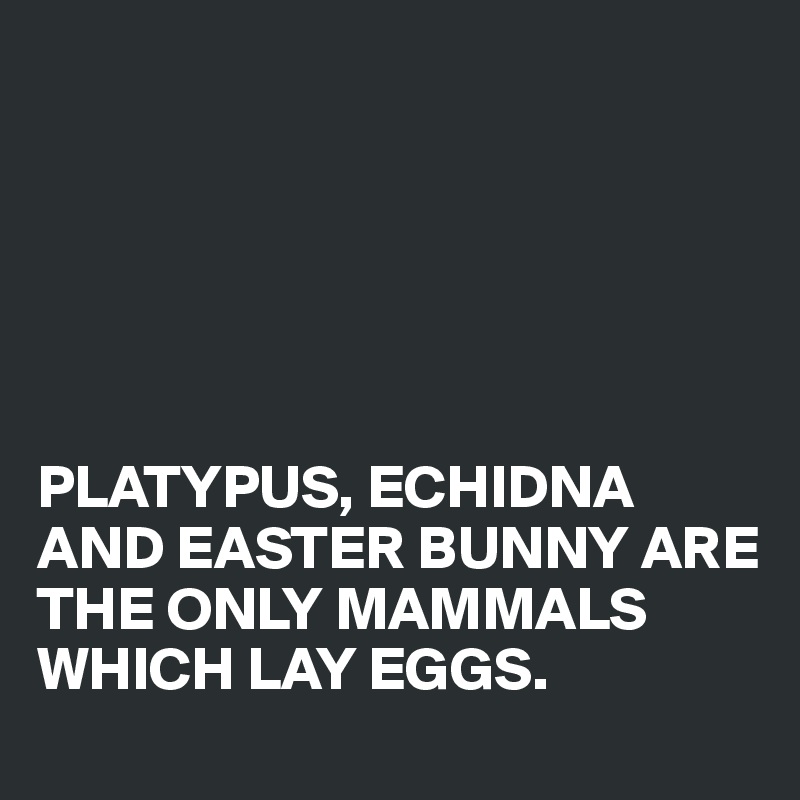 






PLATYPUS, ECHIDNA AND EASTER BUNNY ARE THE ONLY MAMMALS WHICH LAY EGGS.