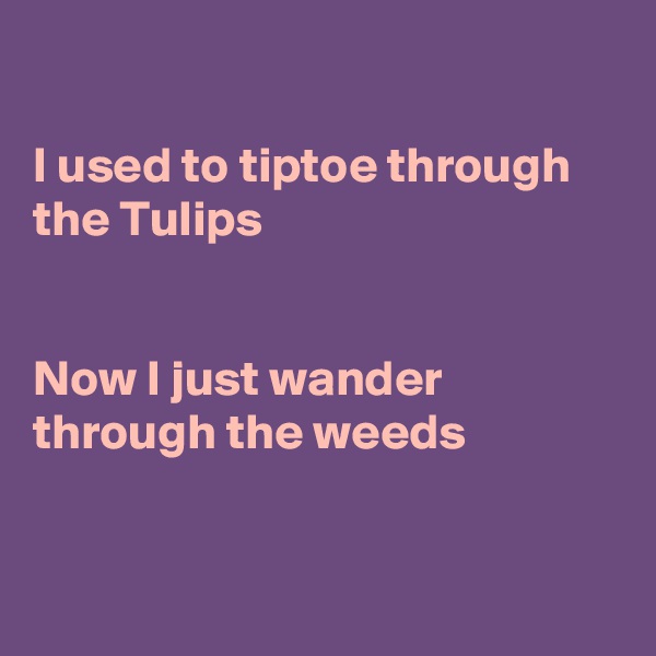 

I used to tiptoe through the Tulips


Now I just wander
through the weeds


