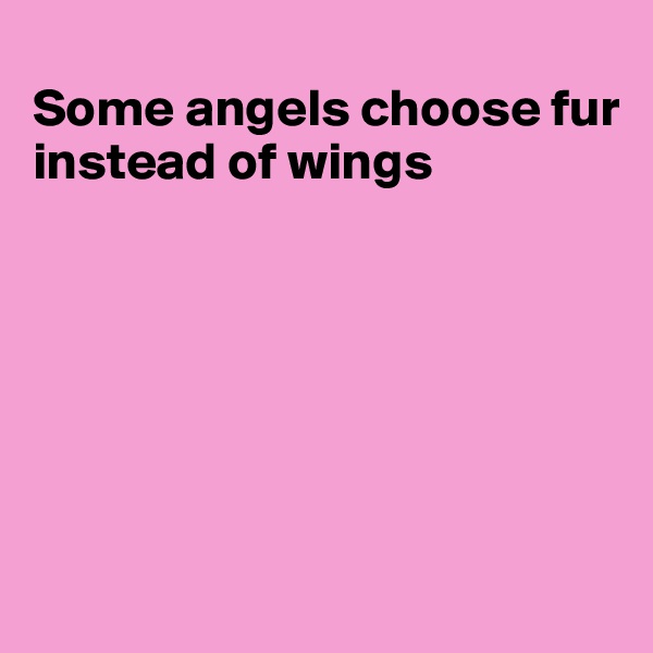 
Some angels choose fur instead of wings







