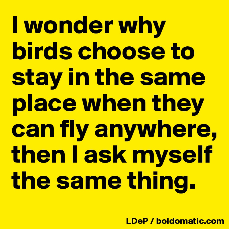 I wonder why birds choose to stay in the same place when they can fly anywhere, then I ask myself the same thing. 