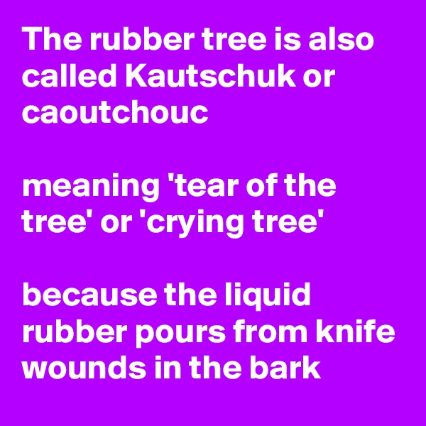 The rubber tree is also called Kautschuk or caoutchouc

meaning 'tear of the tree' or 'crying tree'

because the liquid rubber pours from knife wounds in the bark