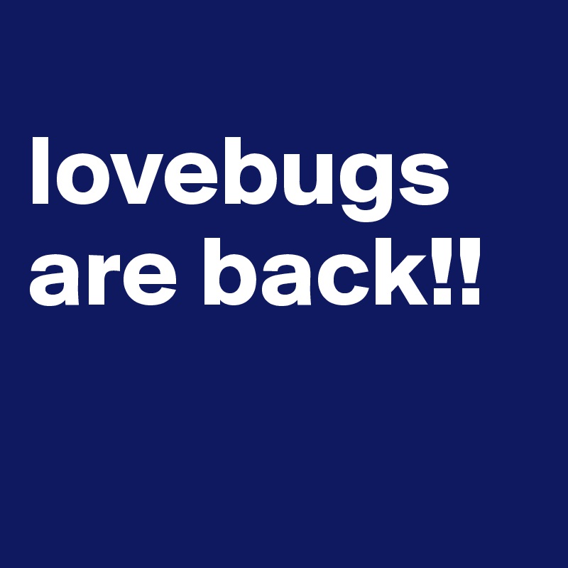 
lovebugs are back!!

