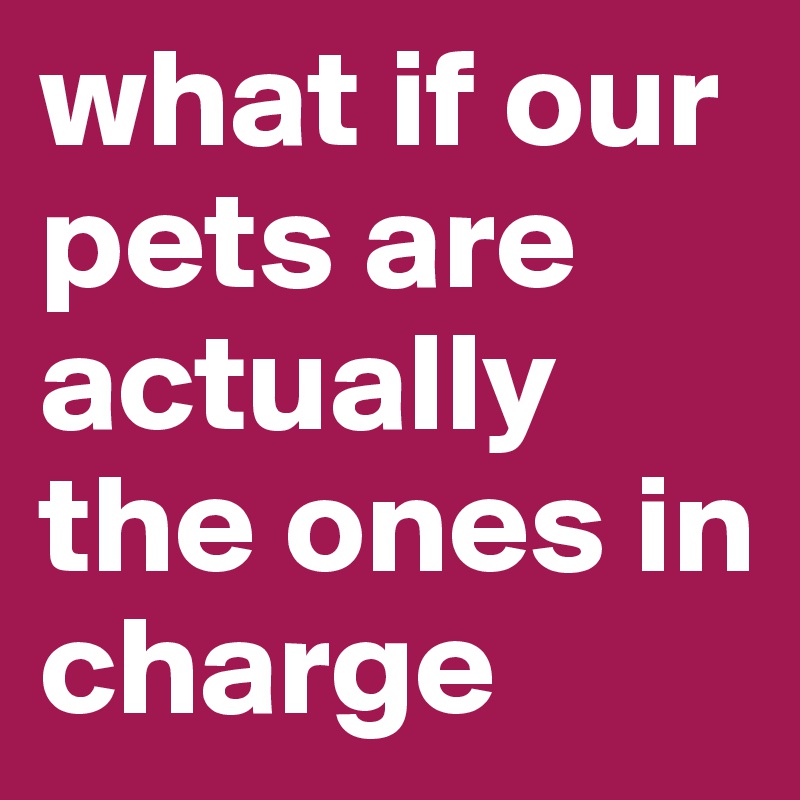 what if our pets are actually the ones in charge 