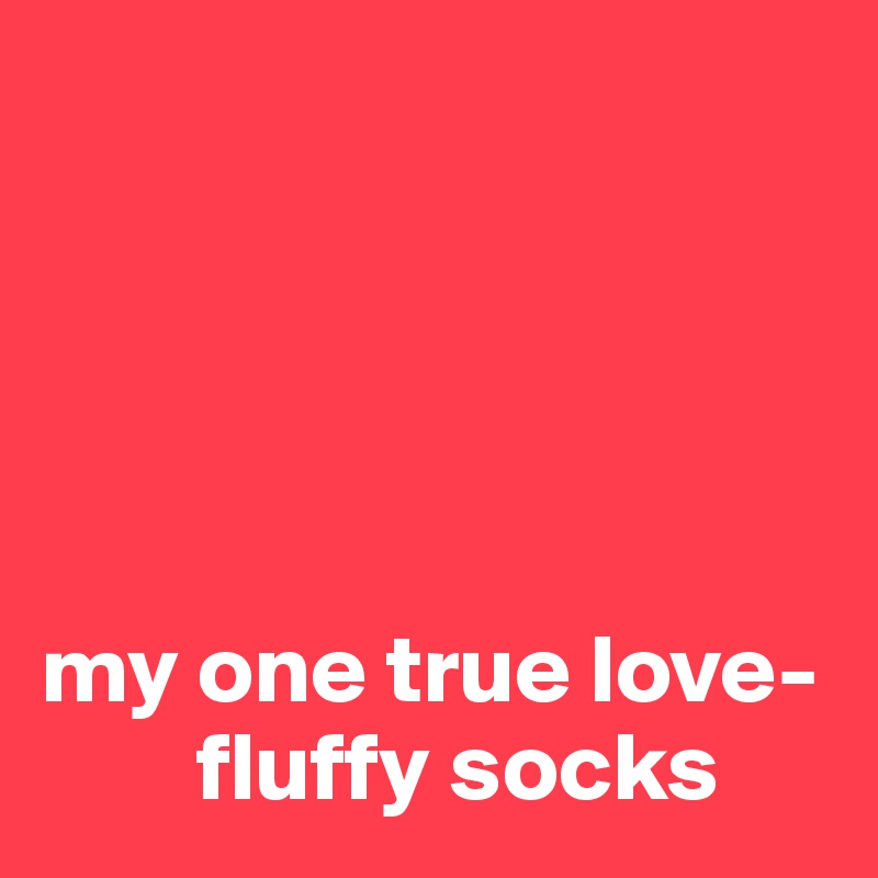 





my one true love- 
        fluffy socks