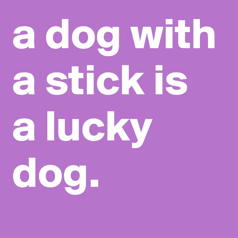a dog with a stick is a lucky dog.