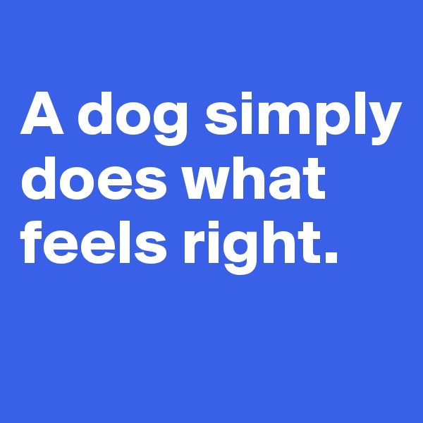 
A dog simply does what feels right. 
