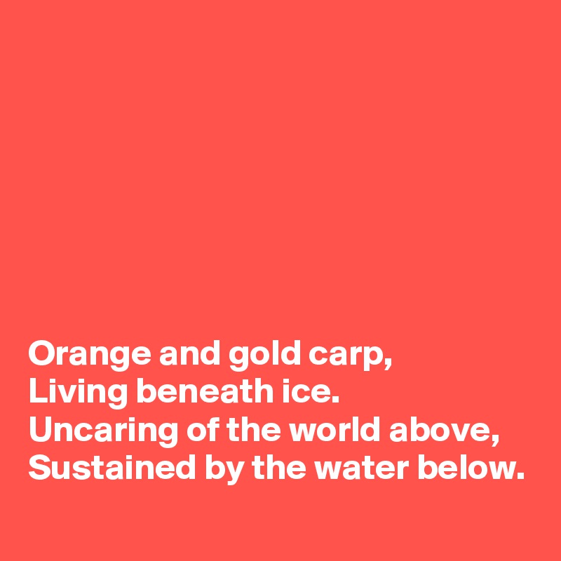 







Orange and gold carp,
Living beneath ice.
Uncaring of the world above,
Sustained by the water below.