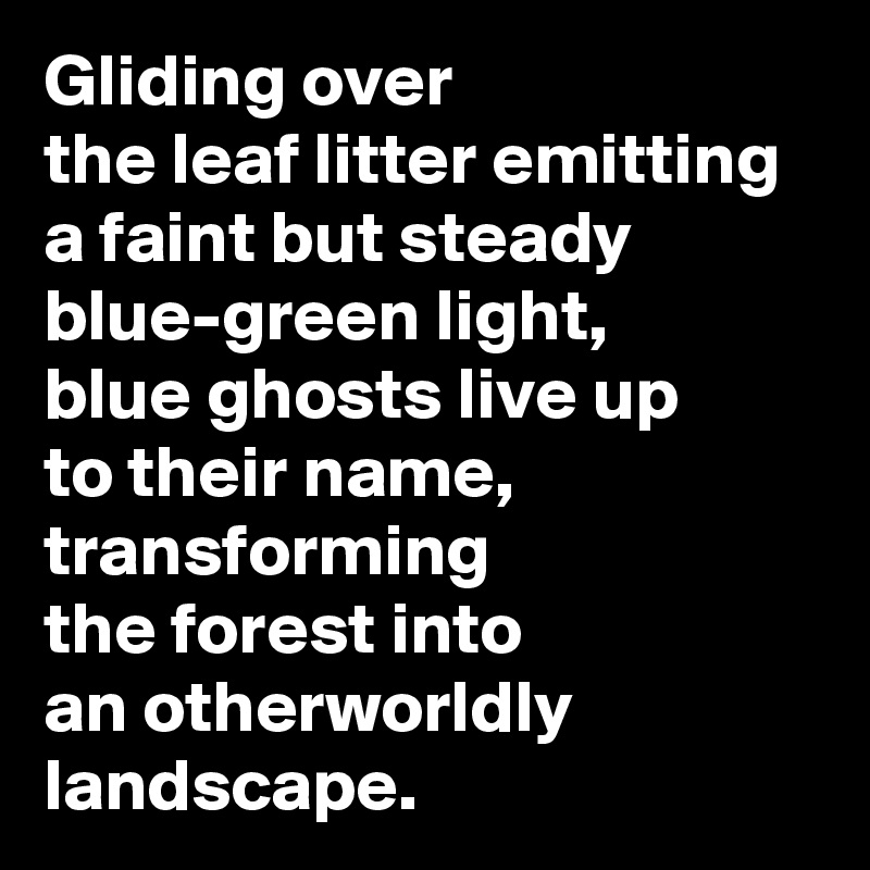 Gliding over 
the leaf litter emitting 
a faint but steady blue-green light, 
blue ghosts live up 
to their name, transforming 
the forest into 
an otherworldly landscape.