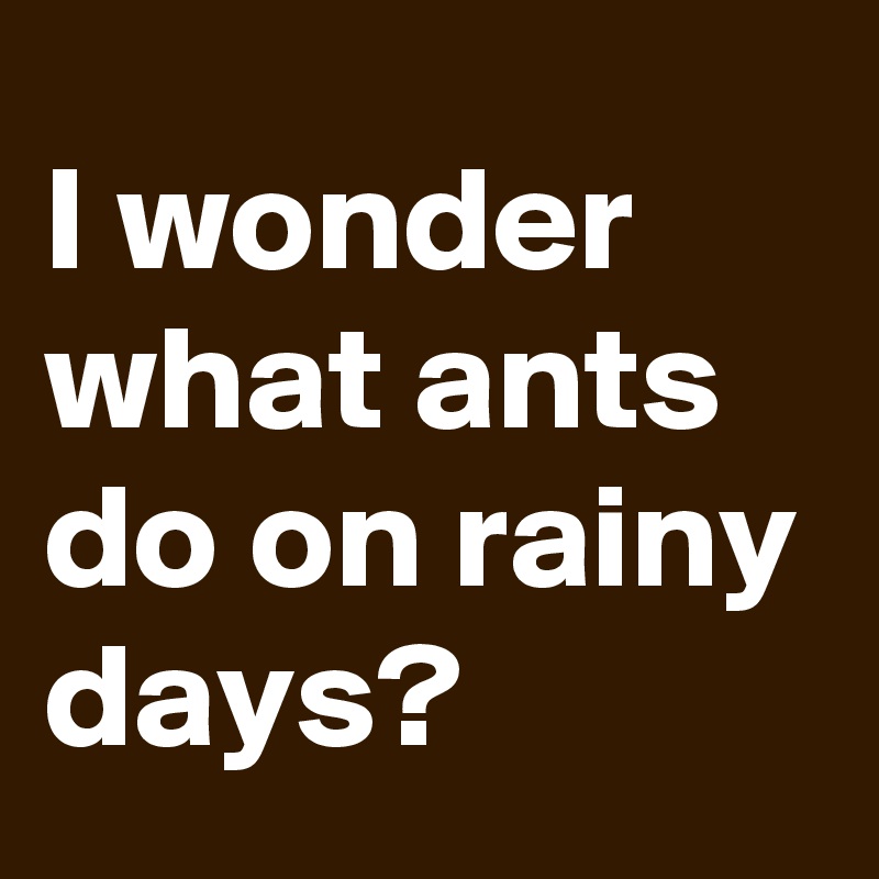 I wonder what ants do on rainy days?