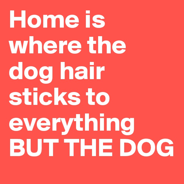 Home is where the dog hair sticks to everything
BUT THE DOG