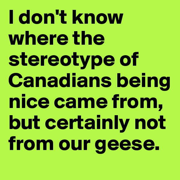 I don't know where the stereotype of Canadians being nice came from, but certainly not from our geese. 