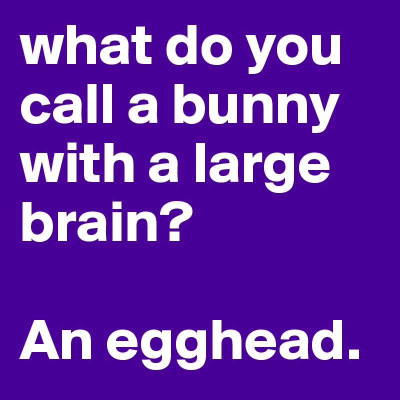 what do you call a bunny with a large brain?

An egghead.