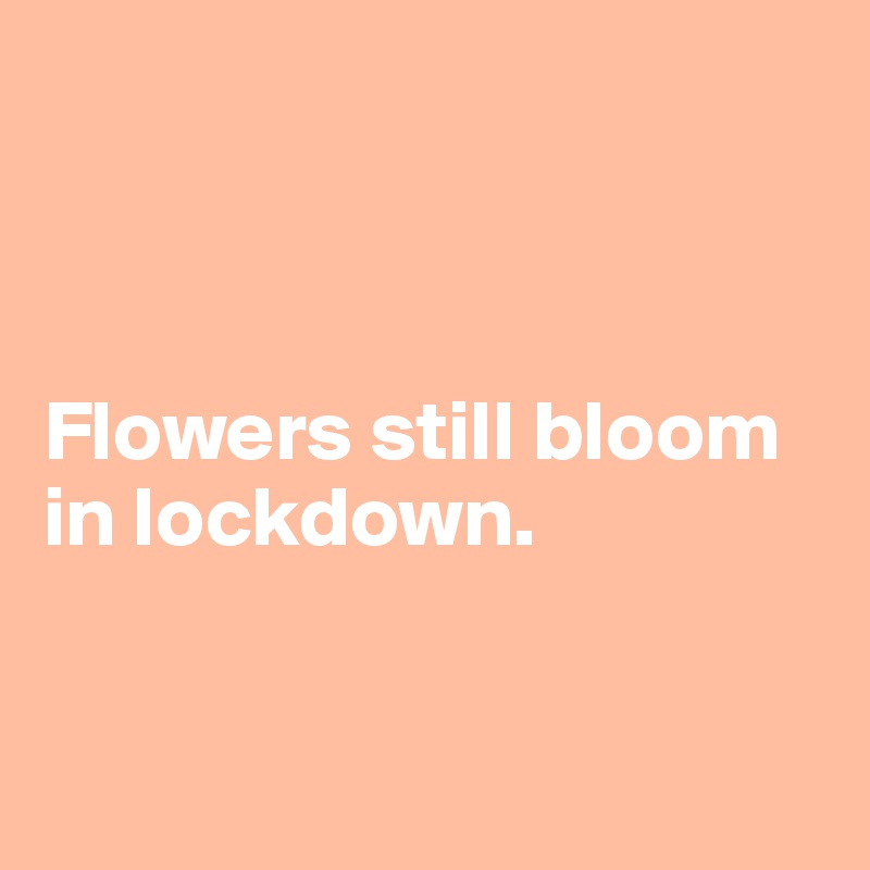 



Flowers still bloom in lockdown.


