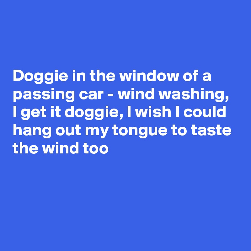 


Doggie in the window of a passing car - wind washing, I get it doggie, I wish I could hang out my tongue to taste the wind too



