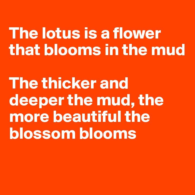
The lotus is a flower that blooms in the mud

The thicker and deeper the mud, the more beautiful the blossom blooms


