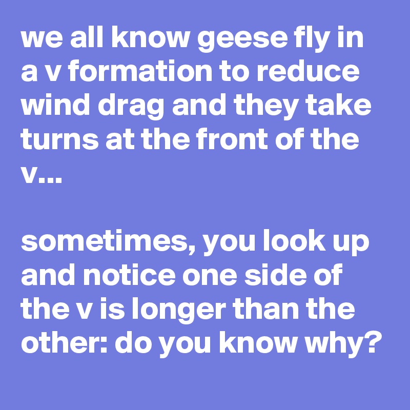 we all know geese fly in a v formation to reduce wind drag and they take turns at the front of the v...

sometimes, you look up and notice one side of the v is longer than the other: do you know why?