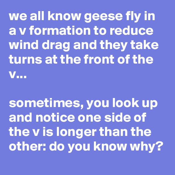 we all know geese fly in a v formation to reduce wind drag and they take turns at the front of the v...

sometimes, you look up and notice one side of the v is longer than the other: do you know why?
