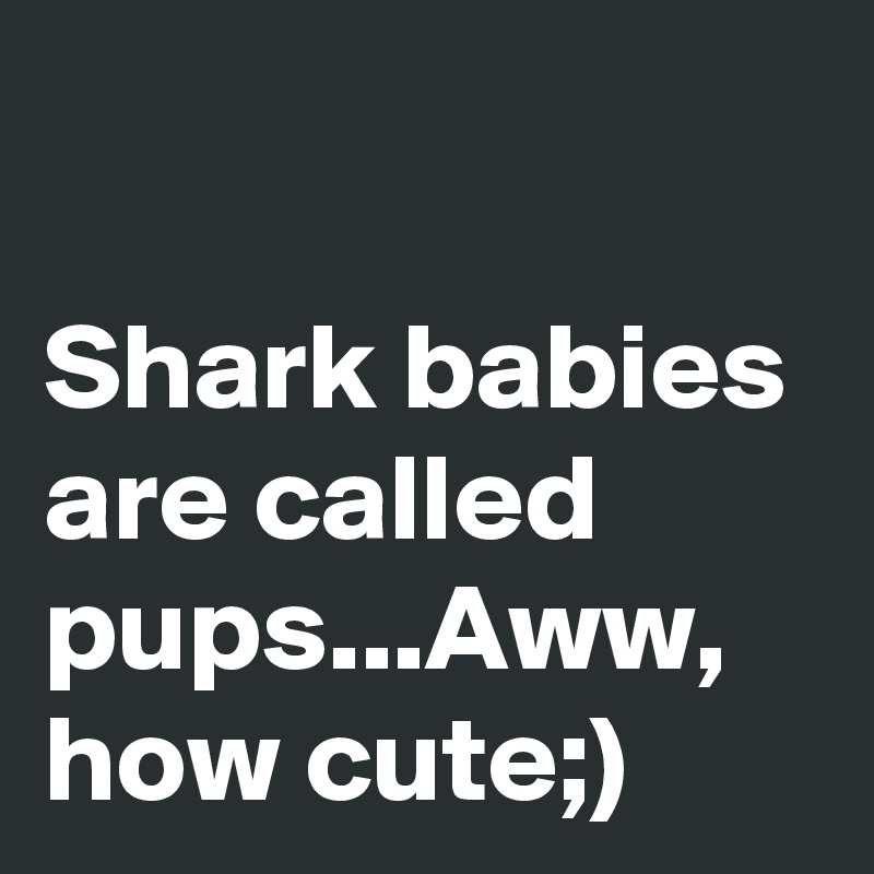 

Shark babies are called pups...Aww, how cute;)