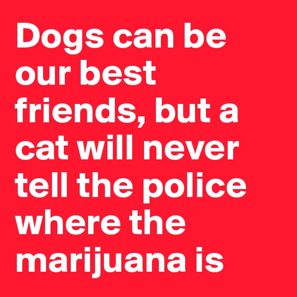 Dogs can be our best friends, but a cat will never tell the police where the marijuana is