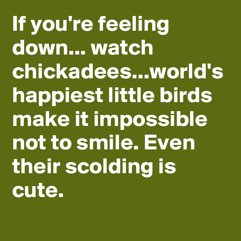 If you're feeling down... watch chickadees...world's happiest little birds make it impossible not to smile. Even their scolding is cute. 