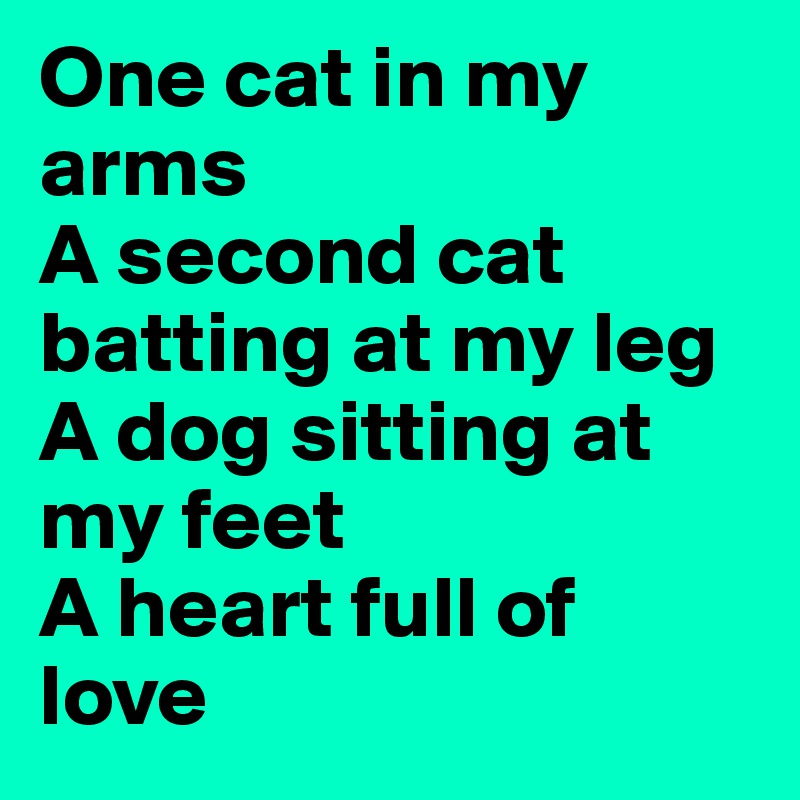 One cat in my arms
A second cat batting at my leg
A dog sitting at my feet
A heart full of love