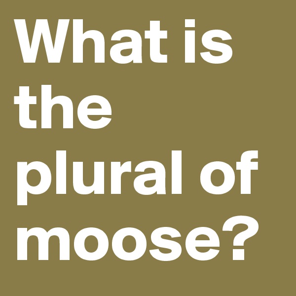 What is the plural of moose?