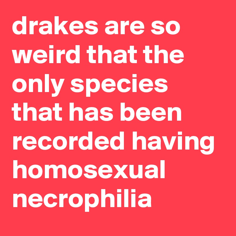 drakes are so weird that the only species that has been recorded having homosexual necrophilia