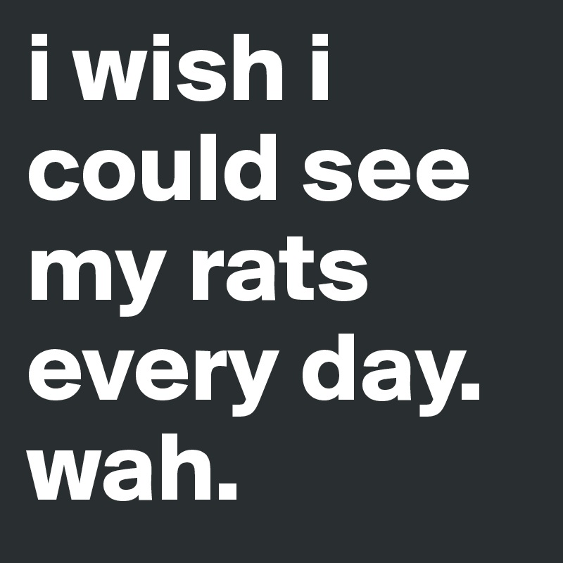 i wish i could see my rats every day. wah. 