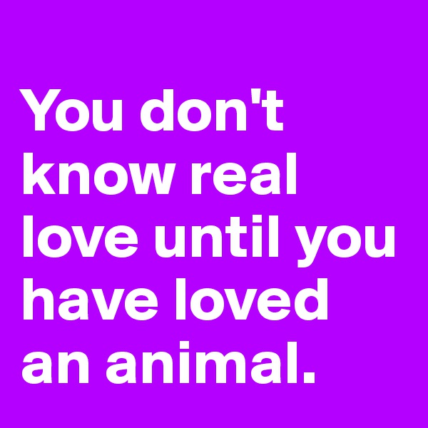 
You don't know real love until you have loved an animal.