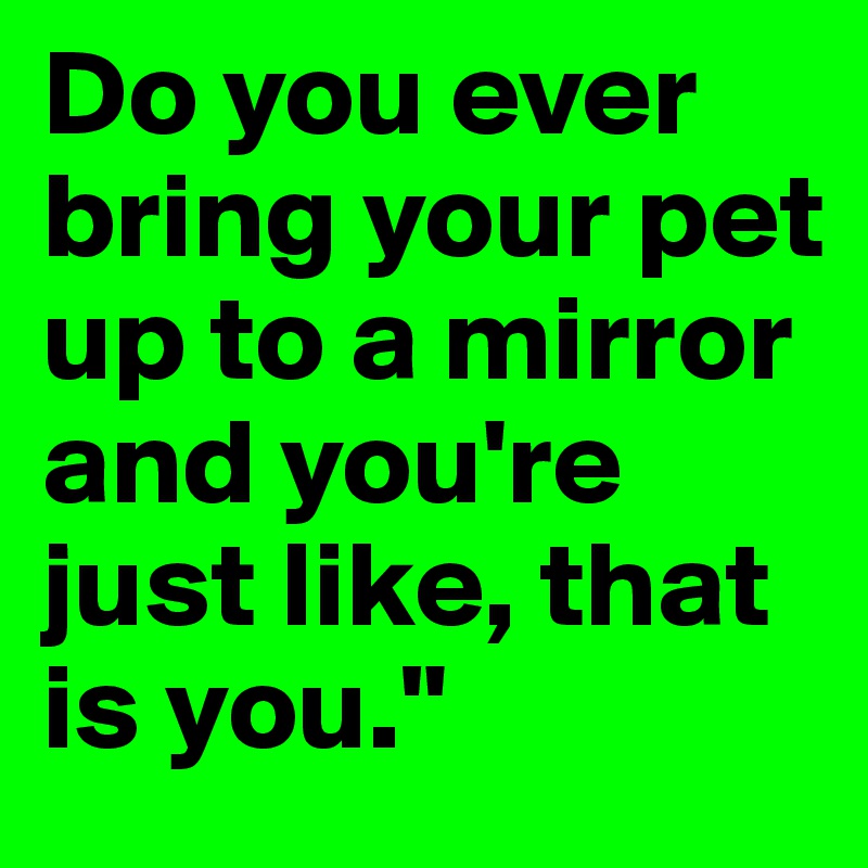 Do you ever bring your pet up to a mirror and you're just like, that is you."