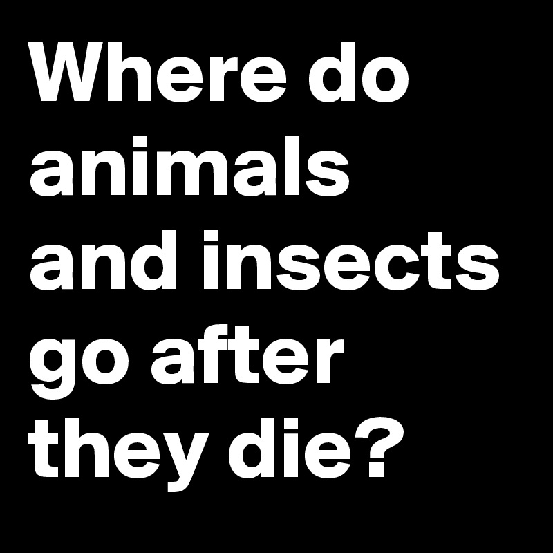 Where do animals and insects go after they die?
