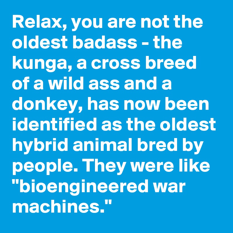Relax, you are not the oldest badass - the kunga, a cross breed of a wild ass and a donkey, has now been identified as the oldest hybrid animal bred by people. They were like "bioengineered war machines."