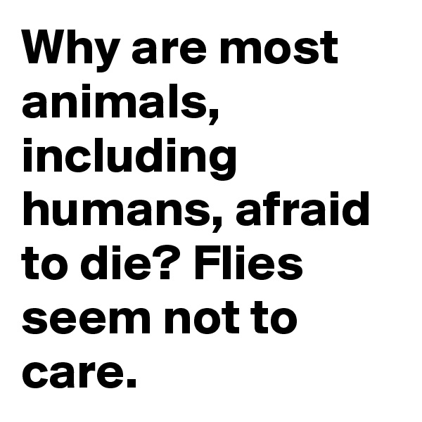 Why are most animals, including humans, afraid to die? Flies seem not to care. 