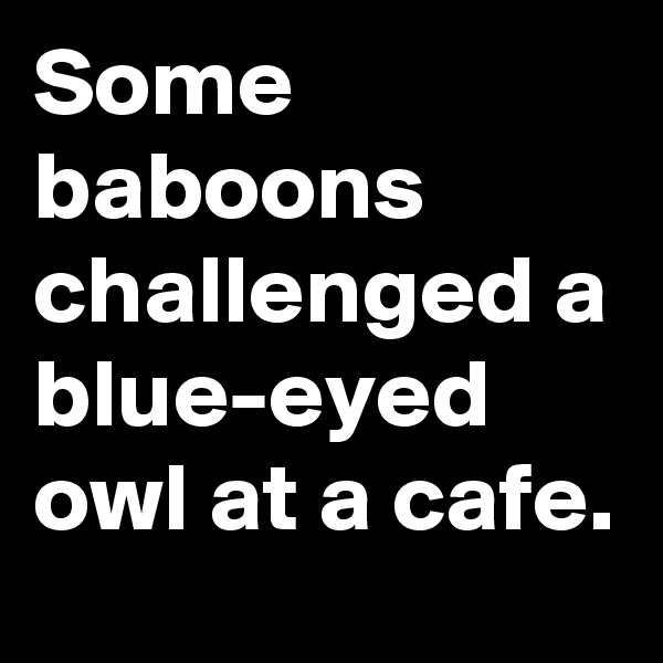Some baboons challenged a blue-eyed owl at a cafe.