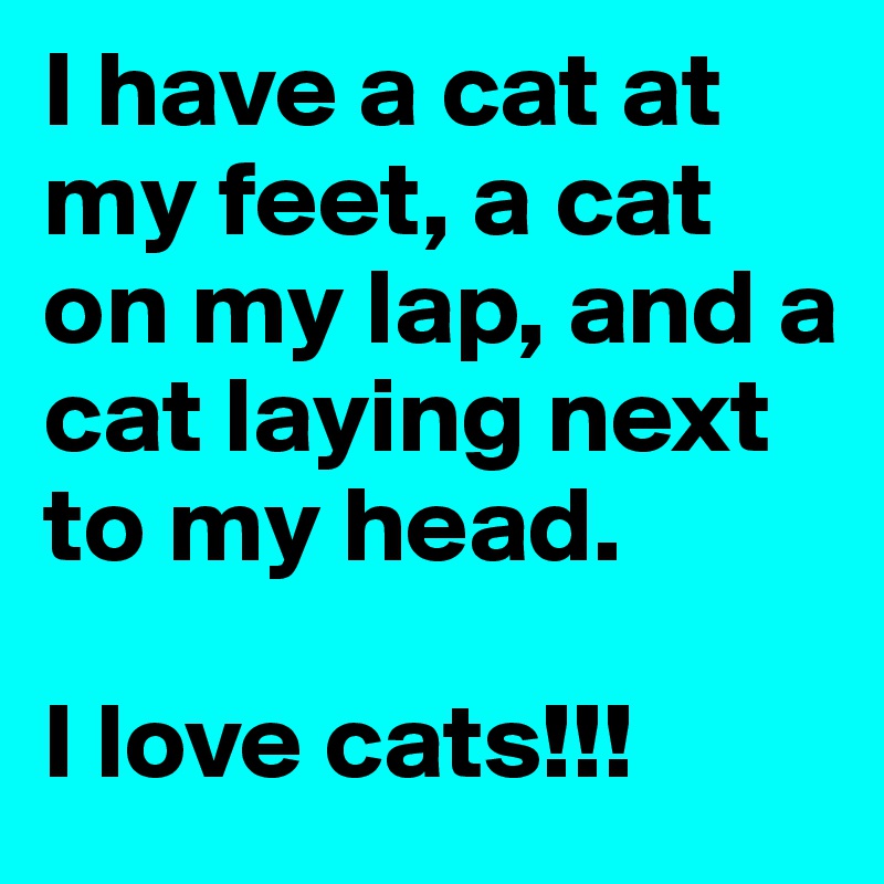 I have a cat at my feet, a cat on my lap, and a cat laying next to my head. 

I love cats!!! 