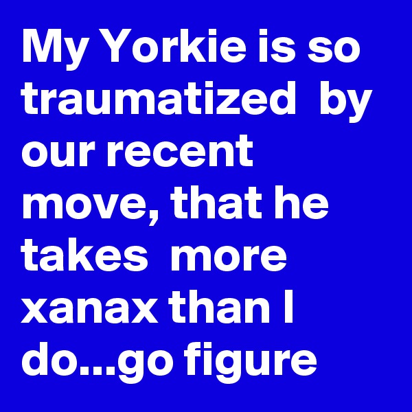 My Yorkie is so traumatized  by our recent move, that he takes  more xanax than I do...go figure