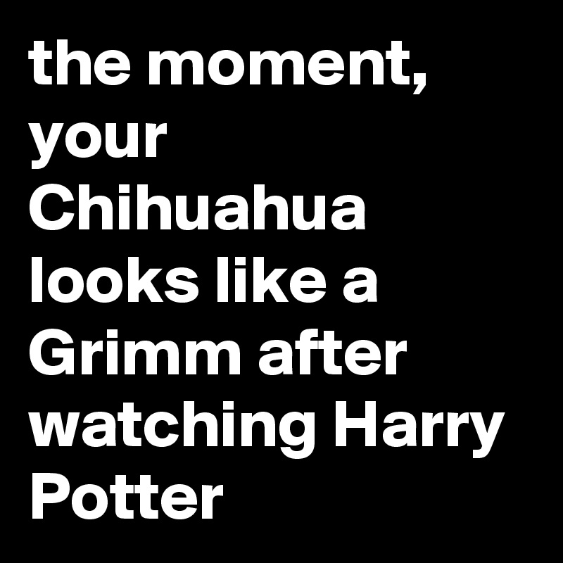 the moment, your Chihuahua looks like a Grimm after watching Harry Potter