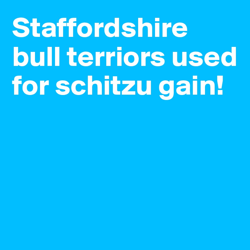 Staffordshire bull terriors used for schitzu gain!



