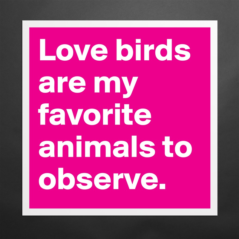 Love birds are my favorite animals to observe. Matte White Poster Print Statement Custom 