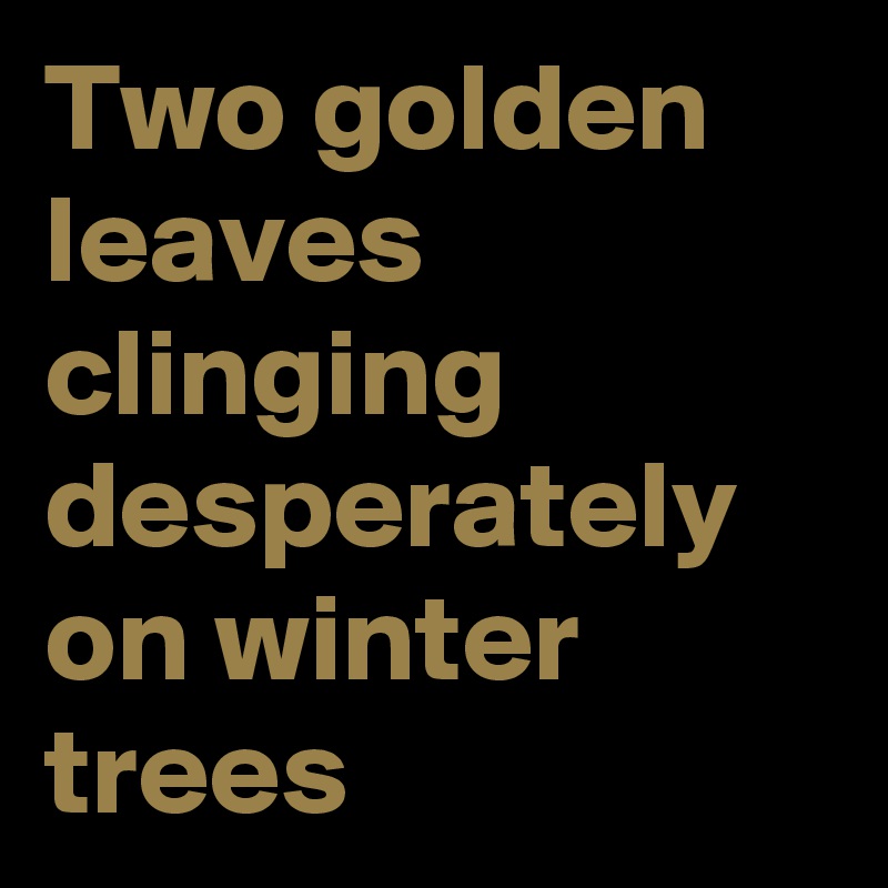 Two golden leaves
clinging desperately on winter trees