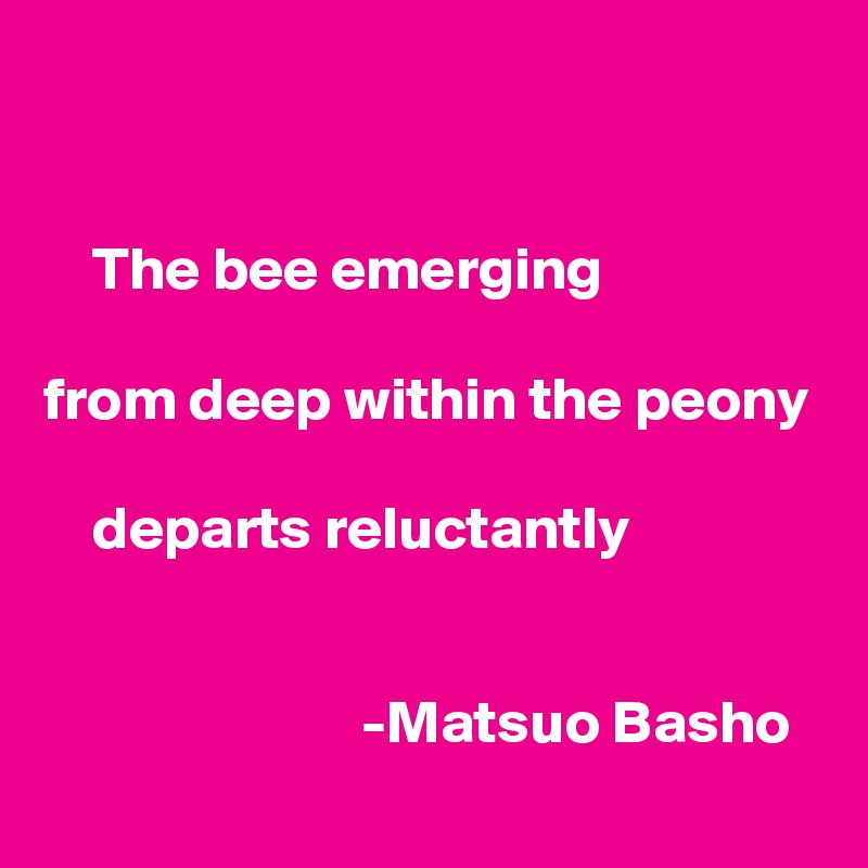 


    The bee emerging

from deep within the peony

    departs reluctantly


                          -Matsuo Basho