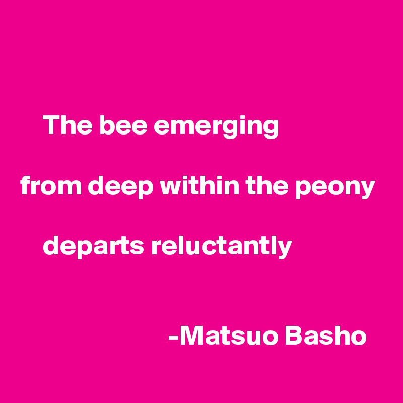 


    The bee emerging

from deep within the peony

    departs reluctantly


                          -Matsuo Basho