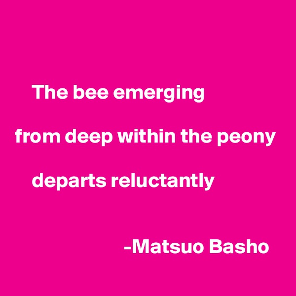 


    The bee emerging

from deep within the peony

    departs reluctantly


                          -Matsuo Basho