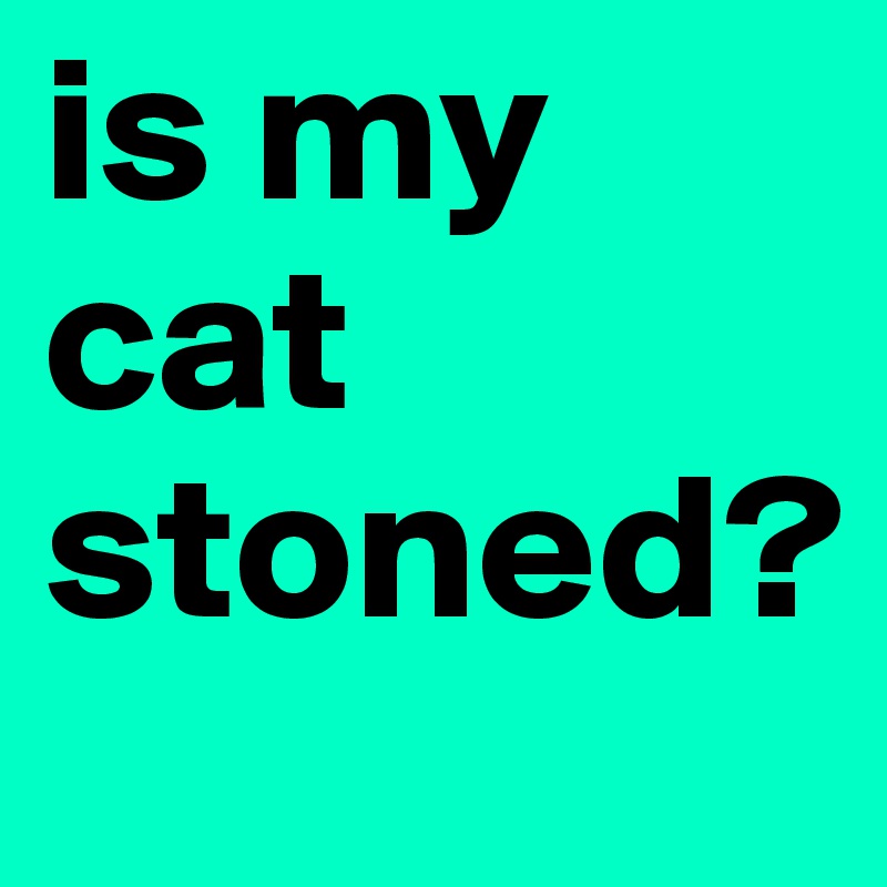 is my cat stoned?