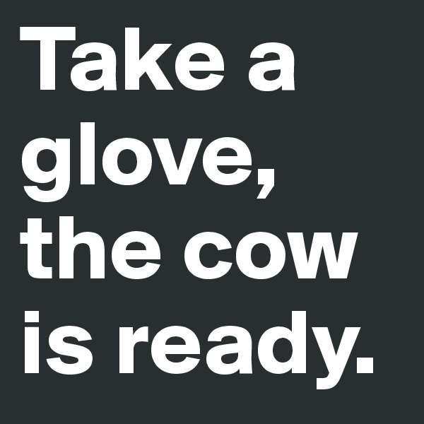 Take a glove, the cow is ready.