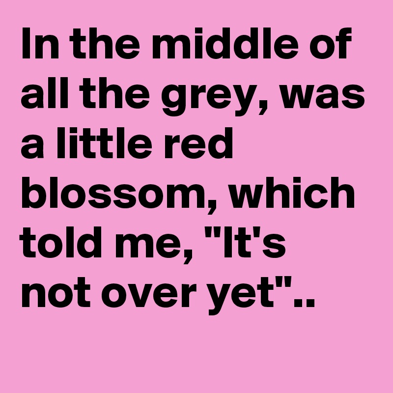 In the middle of all the grey, was a little red blossom, which told me, "It's not over yet".. 