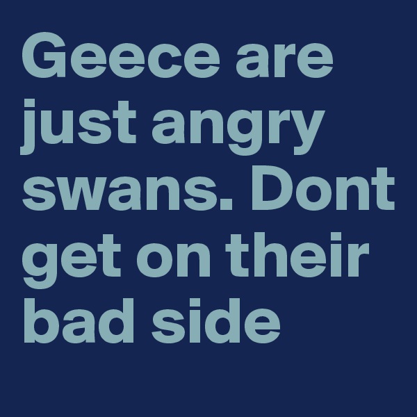 Geece are just angry swans. Dont get on their bad side 