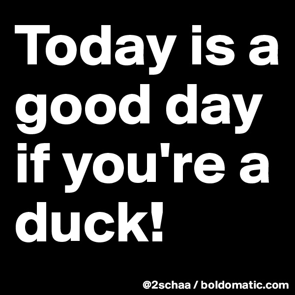 Today is a good day if you're a duck!
