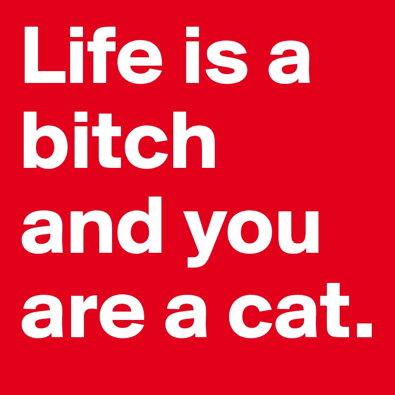 Life is a bitch and you are a cat.