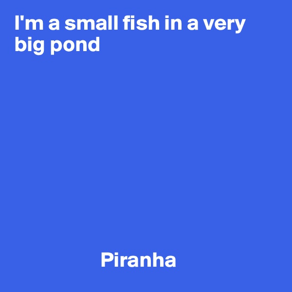 I'm a small fish in a very big pond 







 
                                                           
                    Piranha